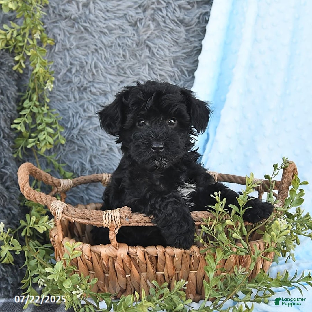 Havapoo dogs for sale: Bailey - Image 9