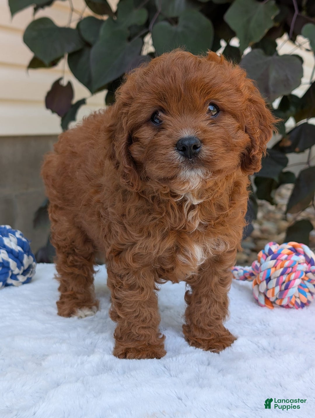 Cavapoo dogs for sale: Remi - Image 8