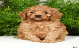 Cavapoo dogs for sale: Mandy - Image 7