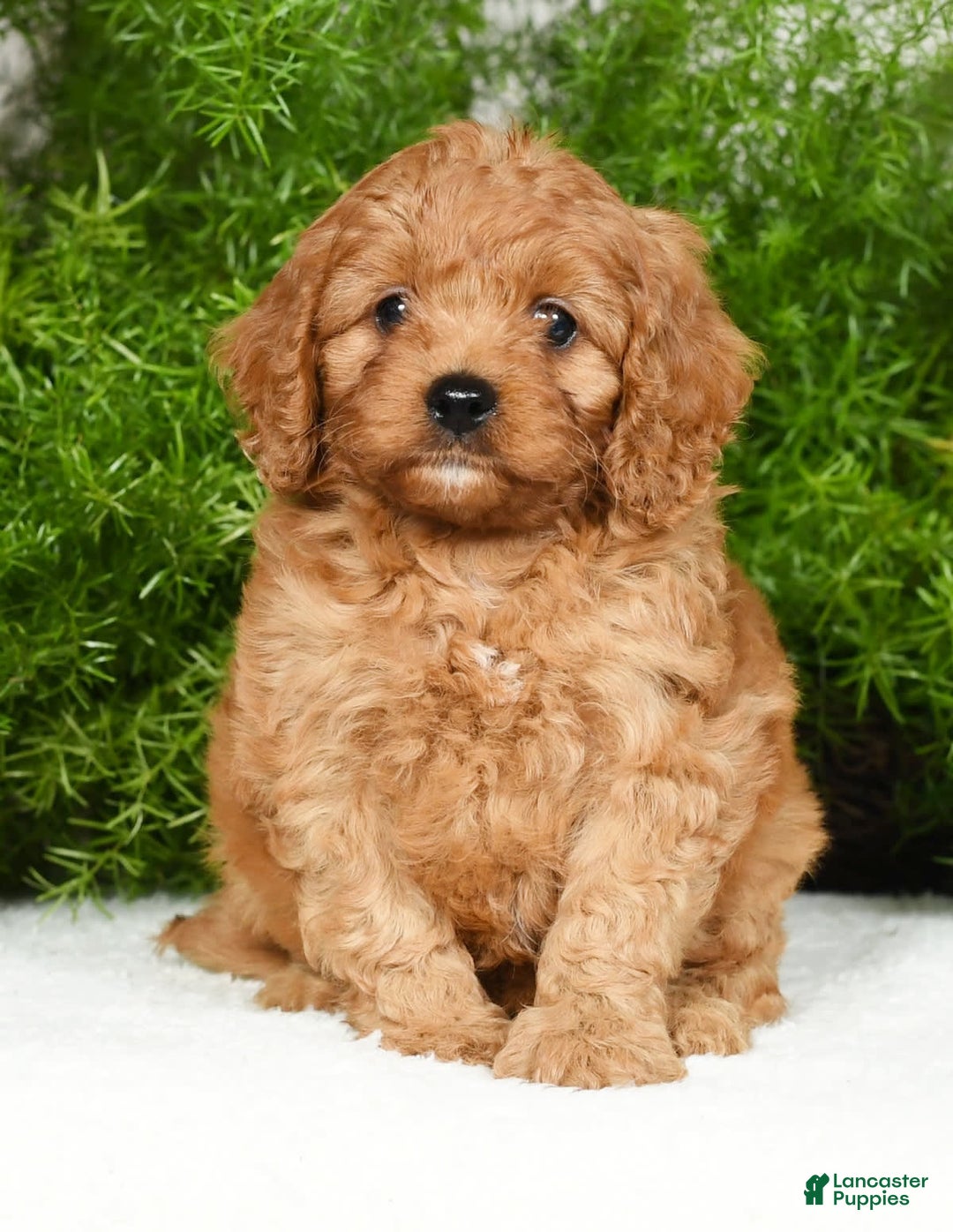 Cavapoo dogs for sale: Mandy - Image 7