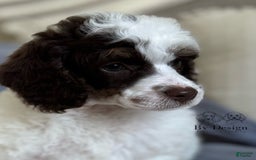 Standard Poodle dogs for sale: Arlo Chocolate Tri Parti - Image 8