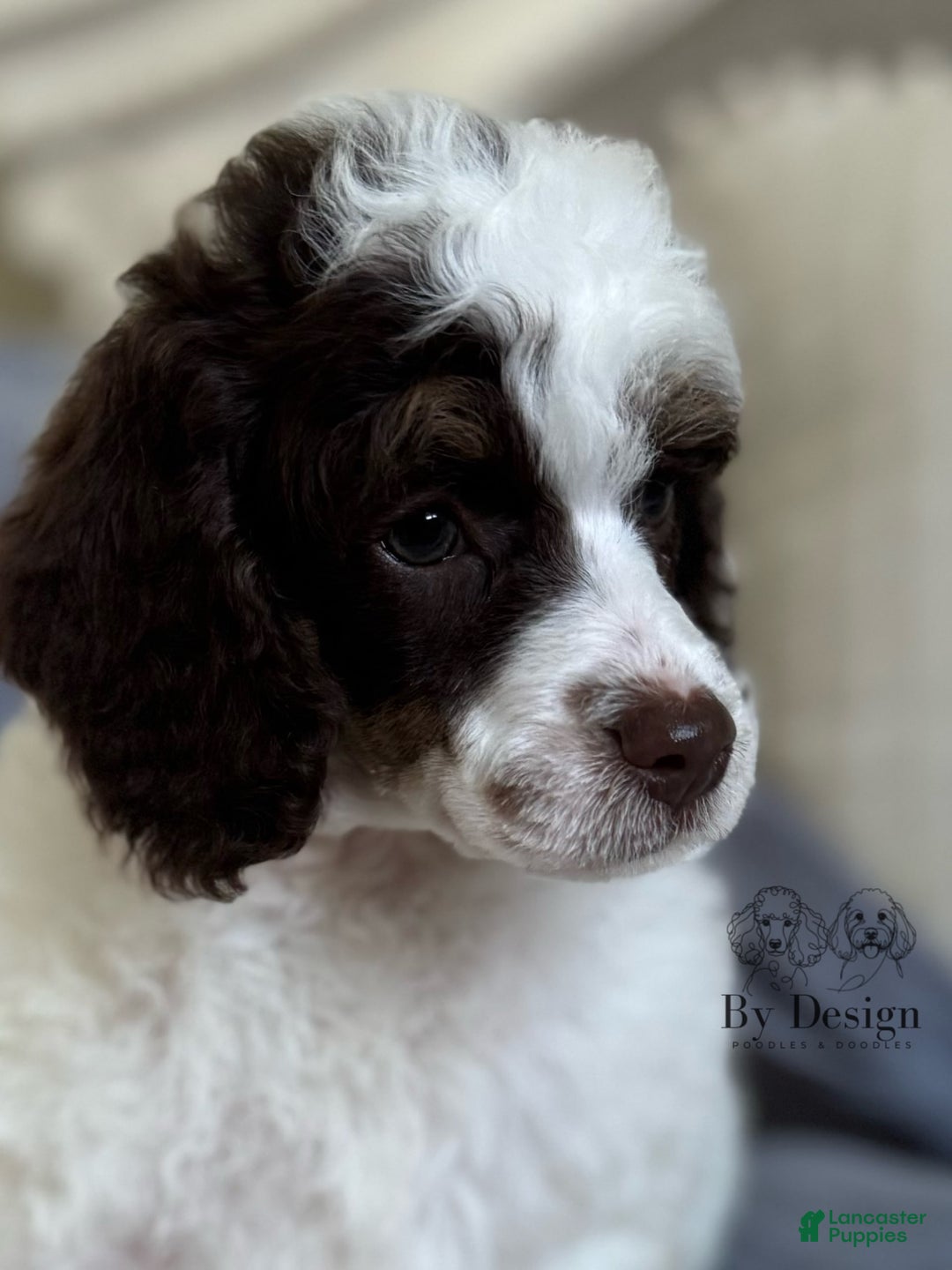 Standard Poodle dogs for sale: Arlo Chocolate Tri Parti - Image 8