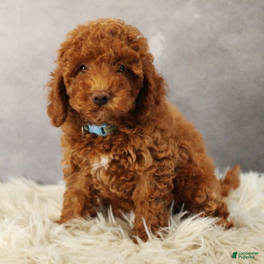 Toy Poodle dogs for sale: Wondercloud - Image 3