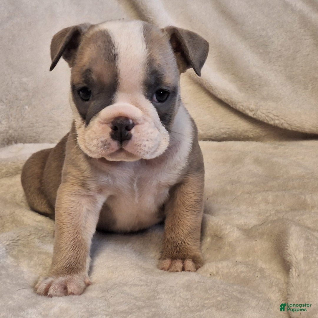 Olde English Bulldogge dogs for sale: Prissy - Image 7