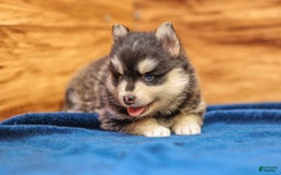 Pomsky dogs for sale: Raven - Image 2