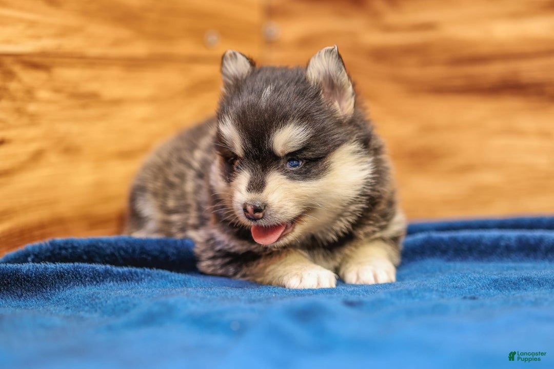 Pomsky dogs for sale: Raven - Image 2
