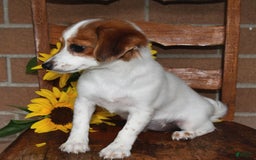 Havanese dogs for sale: Bessy - Image 11
