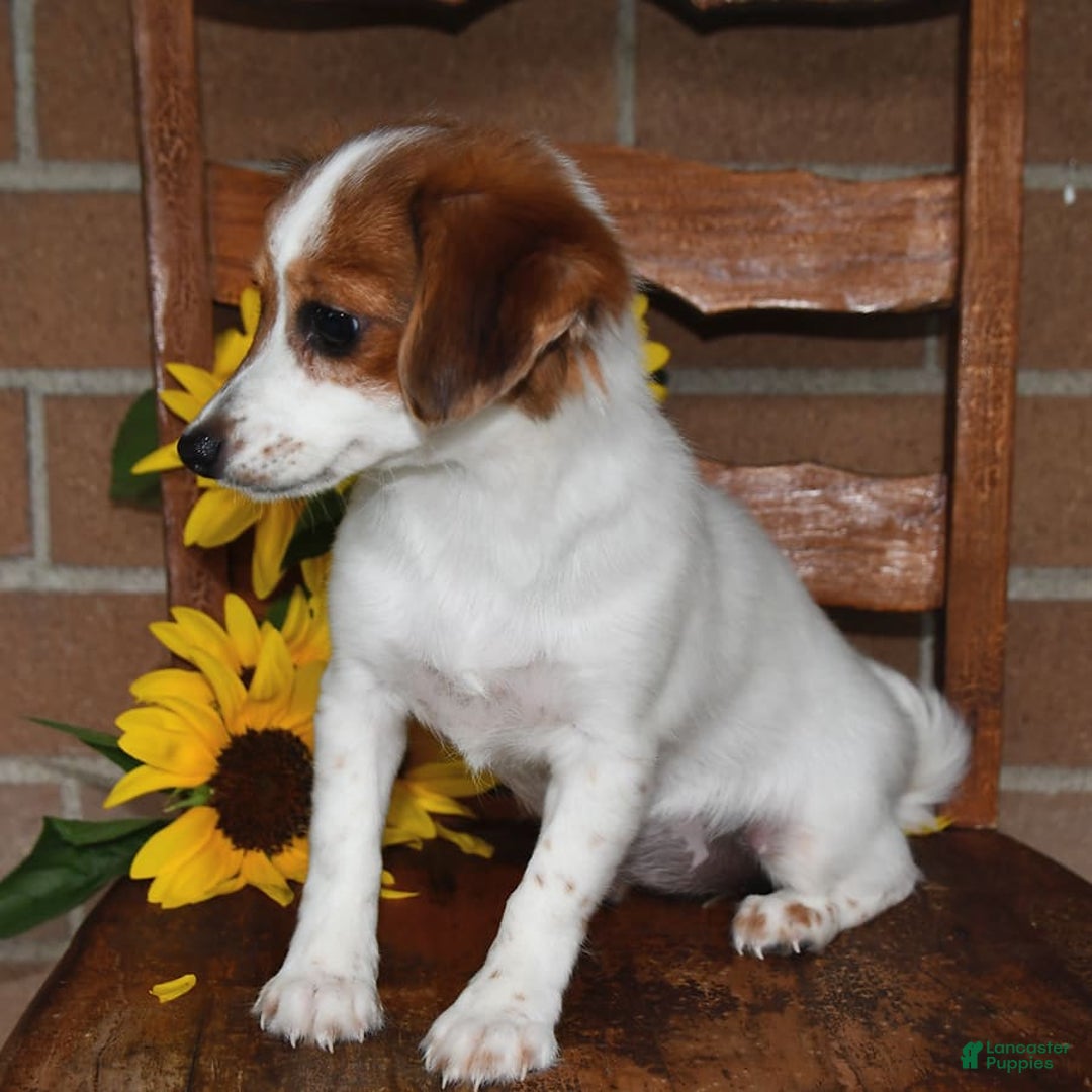 Havanese dogs for sale: Bessy - Image 11