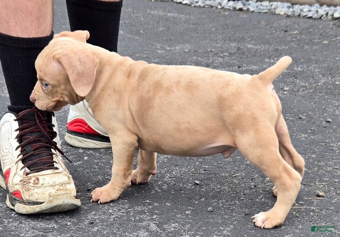 Cane Corso dogs for sale: Cane Corso 4 puppies - Image 5
