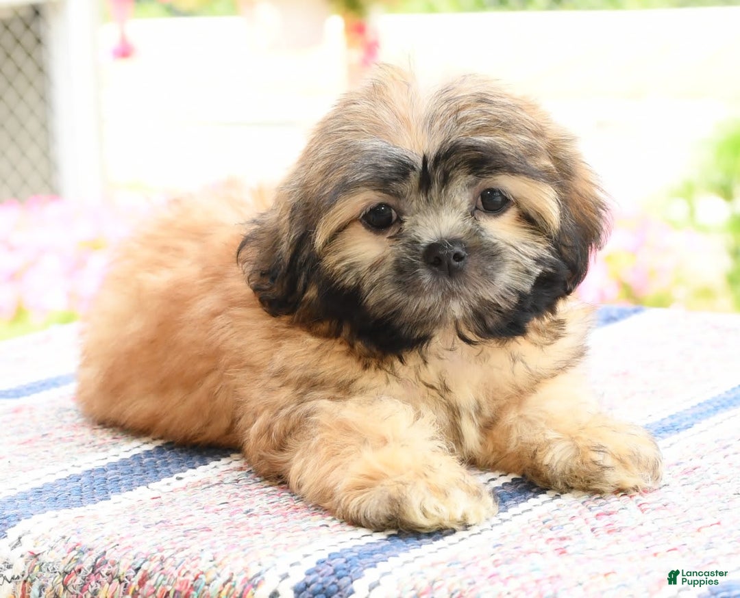 Teddy Bear dogs for sale: Scott - Image 3