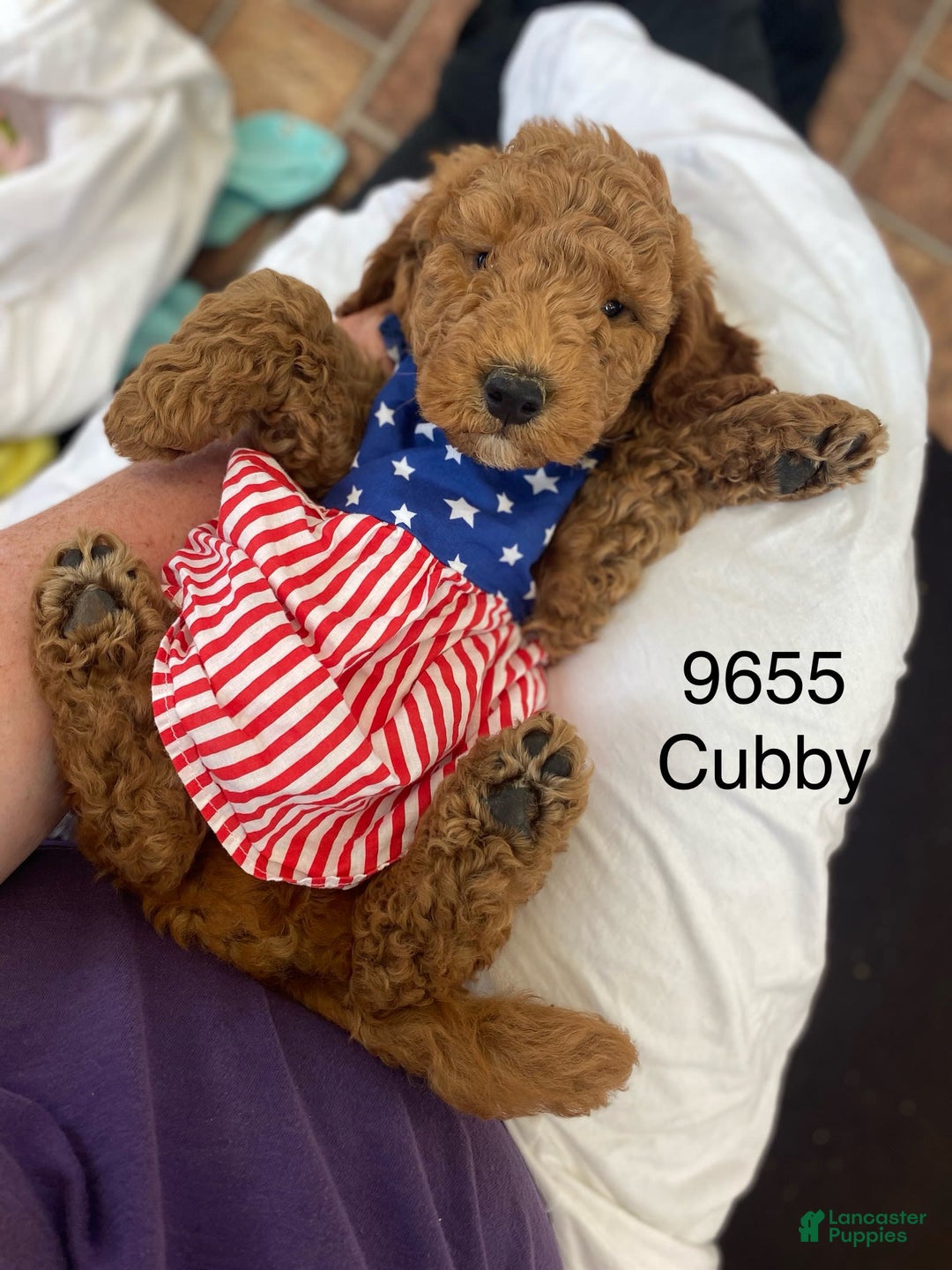 Mini Goldendoodle dogs for sale: Cubby - Image 1