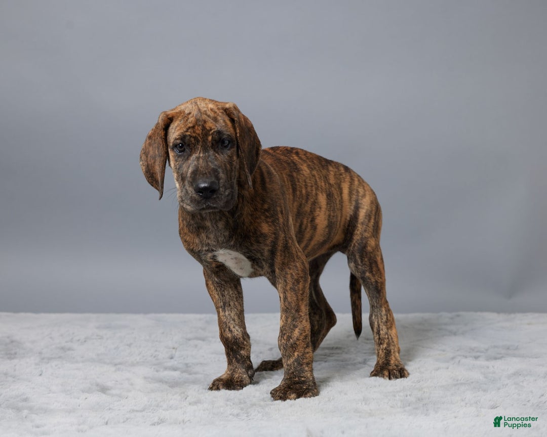 Great Dane dogs for sale: Ellie - Image 5