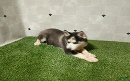 Siberian Husky dogs for sale: Babe - Image 5