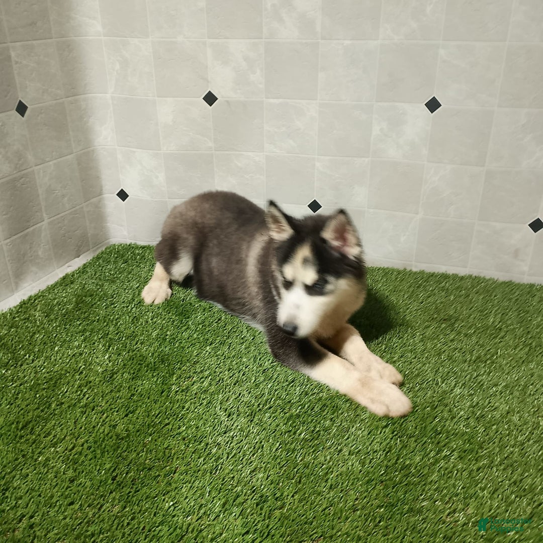 Siberian Husky dogs for sale: Babe - Image 5