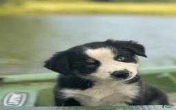 Australian Shepherd dogs for sale: Alejandro-ollie - Image 7