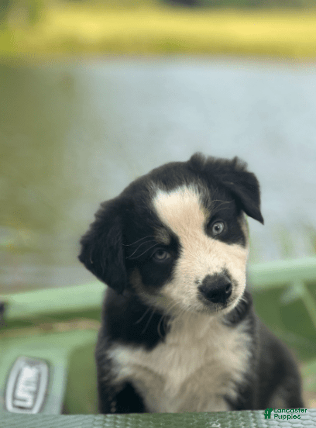 Australian Shepherd dogs for sale: Alejandro-ollie - Image 7