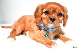 Cavalier King Charles Spaniel dogs for sale: Princess - Image 6