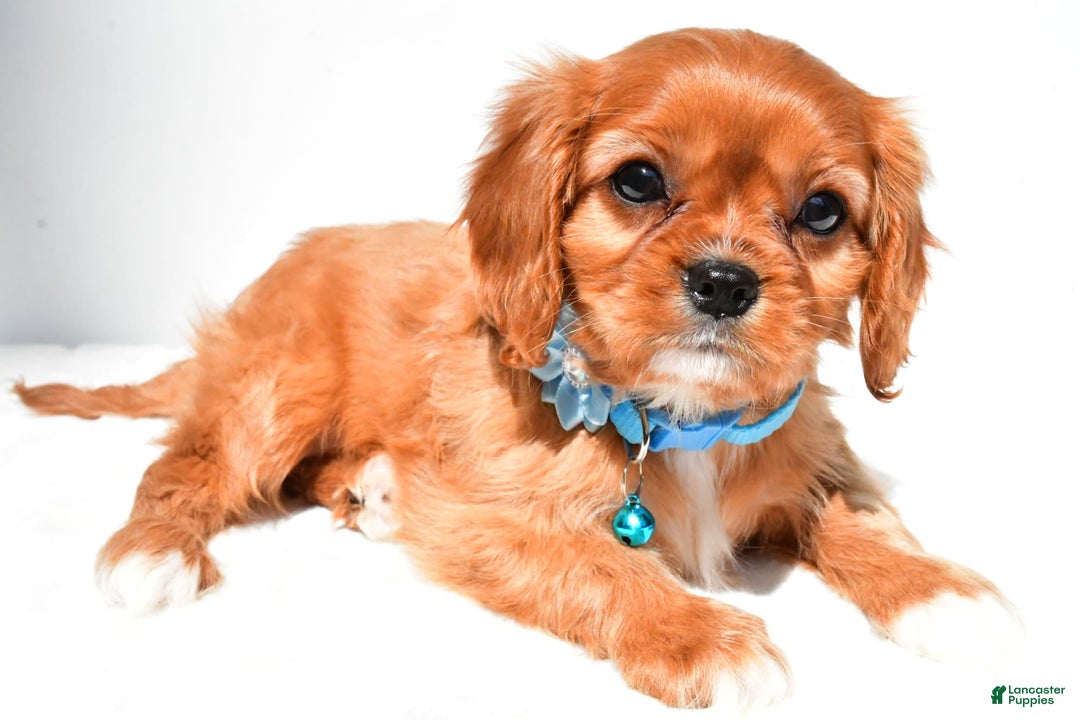 Cavalier King Charles Spaniel dogs for sale: Princess - Image 6