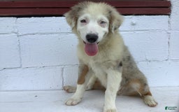 Australian Shepherd dogs for sale: Buster - Image 2