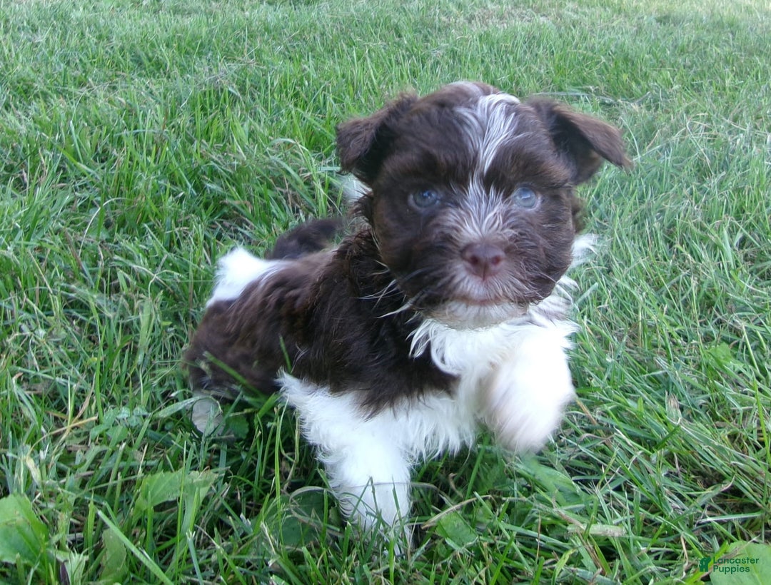 Havanese dogs for sale: Chocolate Chip - Image 2