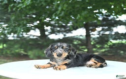 Miniature Dachshund dogs for sale: Fiona - Image 8