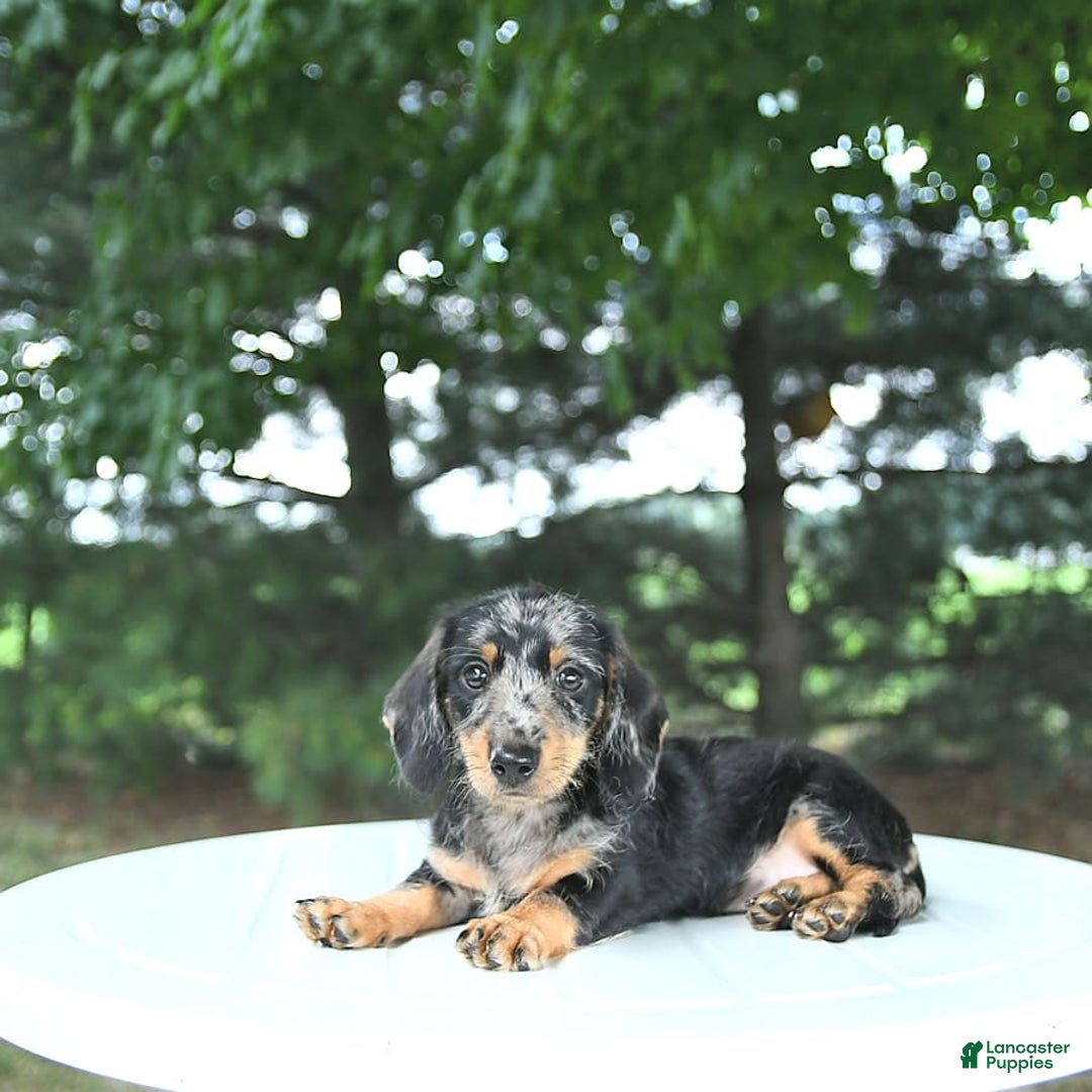Miniature Dachshund dogs for sale: Fiona - Image 8