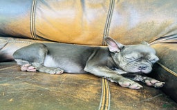 French Bulldog dogs for sale: Buddy - Image 18