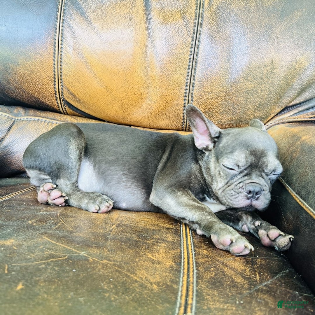 French Bulldog dogs for sale: Buddy - Image 18