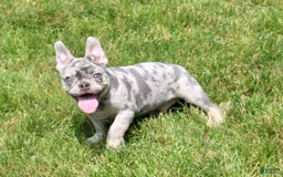 French Bulldog dogs for sale: Parker - Image 6