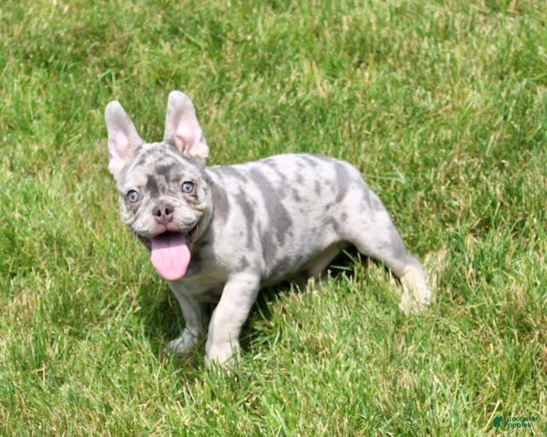 French Bulldog dogs for sale: Parker - Image 6