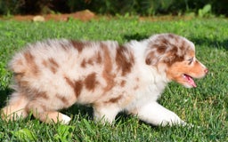 Australian Shepherd dogs for sale: Axel - Image 2