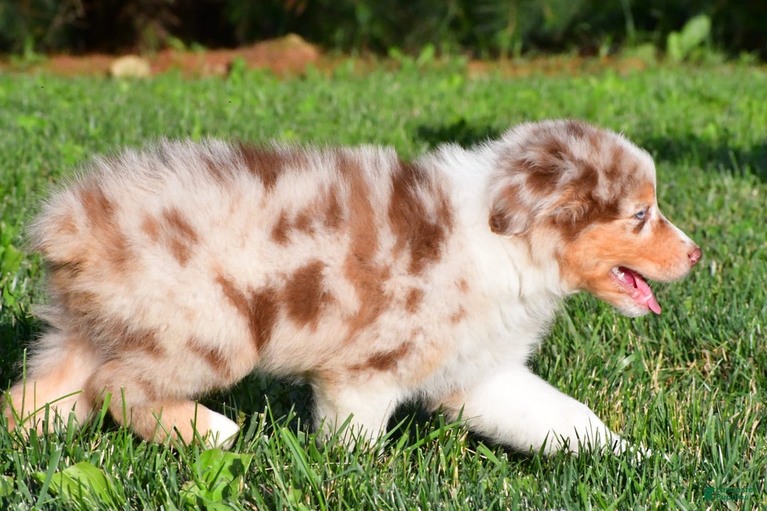 Australian Shepherd dogs for sale: Axel - Image 2