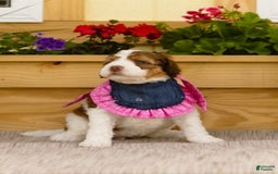 Bernedoodle dogs for sale: June - Image 8