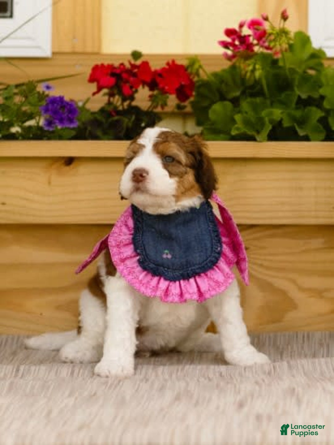 Bernedoodle dogs for sale: June - Image 8