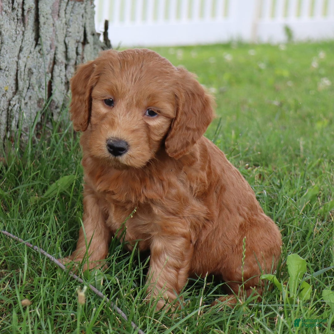 Mini Goldendoodle dogs for sale: Alfonso - Image 4