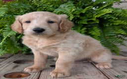 Goldendoodle dogs for sale: Bella - Image 34