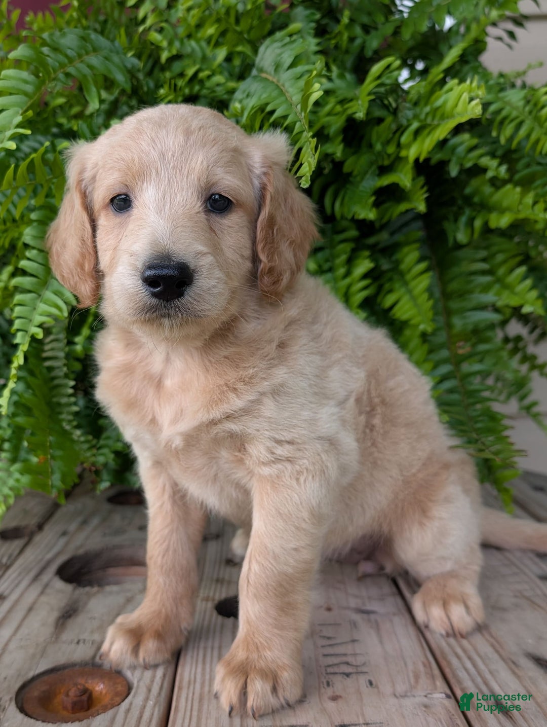 Goldendoodle dogs for sale: Bella - Image 34