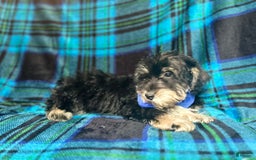 Miniature Schnauzer dogs for sale: Yota - Image 4
