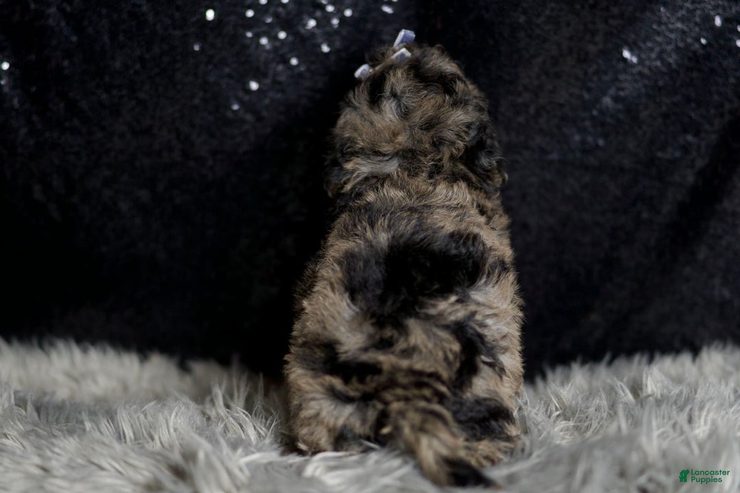 Maltipoo dogs for sale: Steele - Image 2