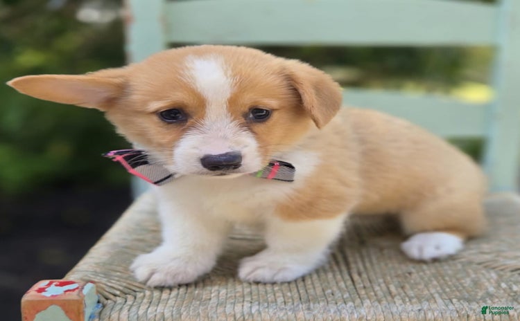 Welsh Corgi Pembroke dogs for sale - Ad 3