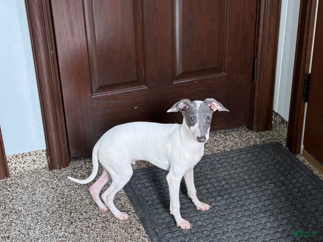 Italian Greyhound dogs for sale: Jace - Image 15