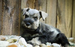 Miniature Schnauzer dogs for sale: Han - Image 1
