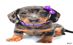 Miniature Dachshund dogs for sale: Lucy - Image 6