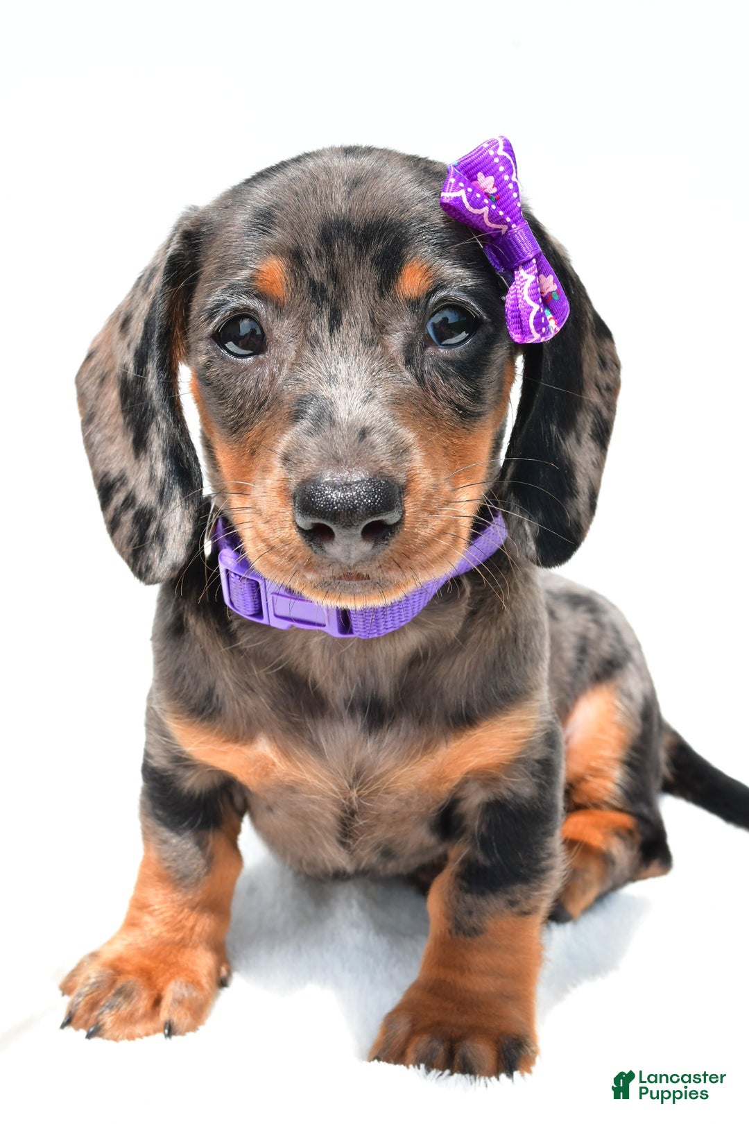 Miniature Dachshund dogs for sale: Lucy - Image 6