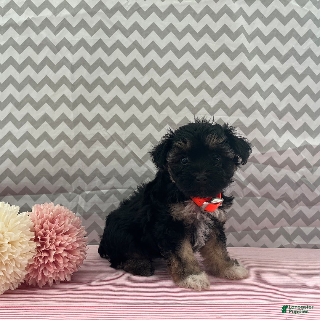 Yorkiepoo dogs for sale: Mariah - Image 1