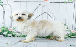Havanese dogs for sale: Oneal - Image 4