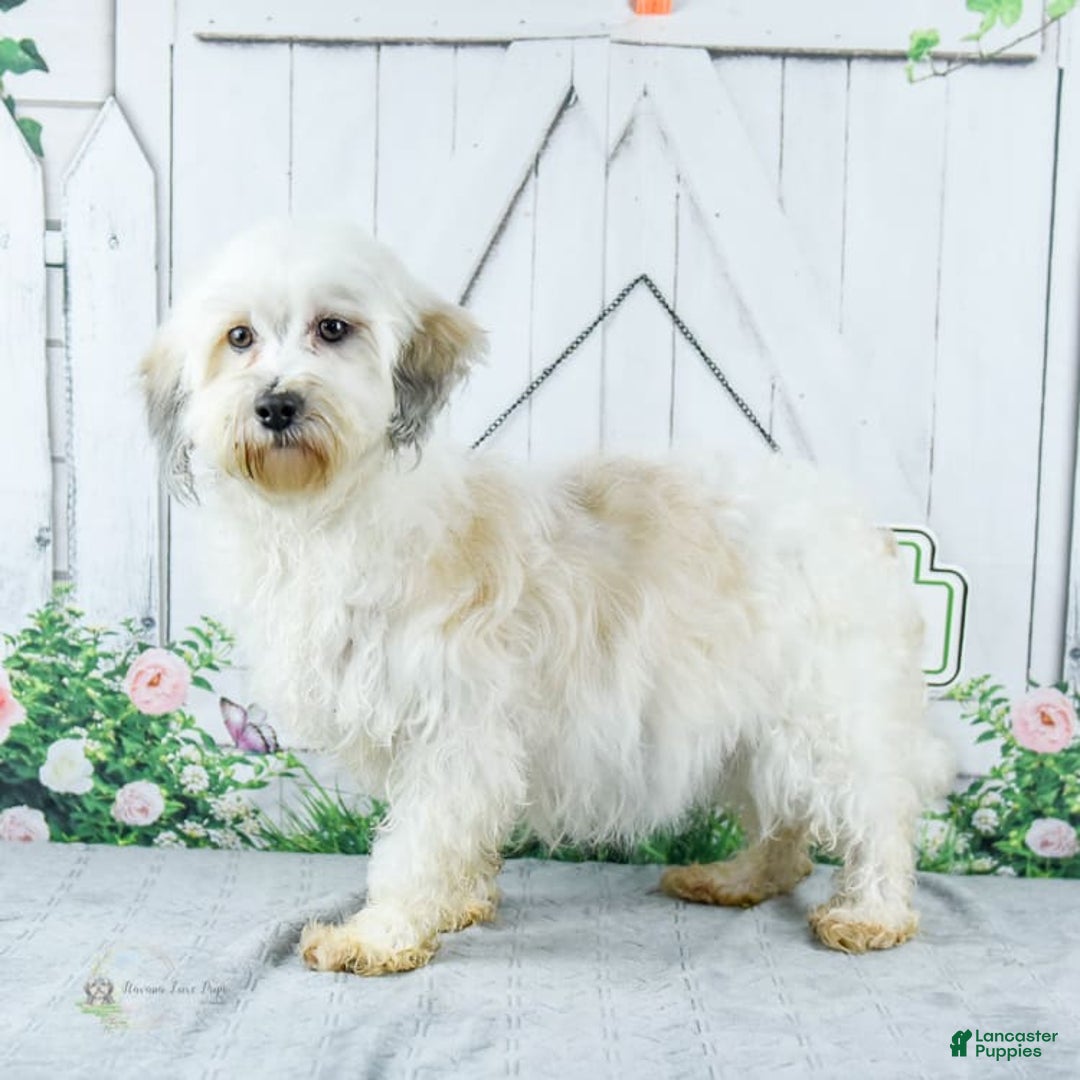 Havanese dogs for sale: Oneal - Image 4