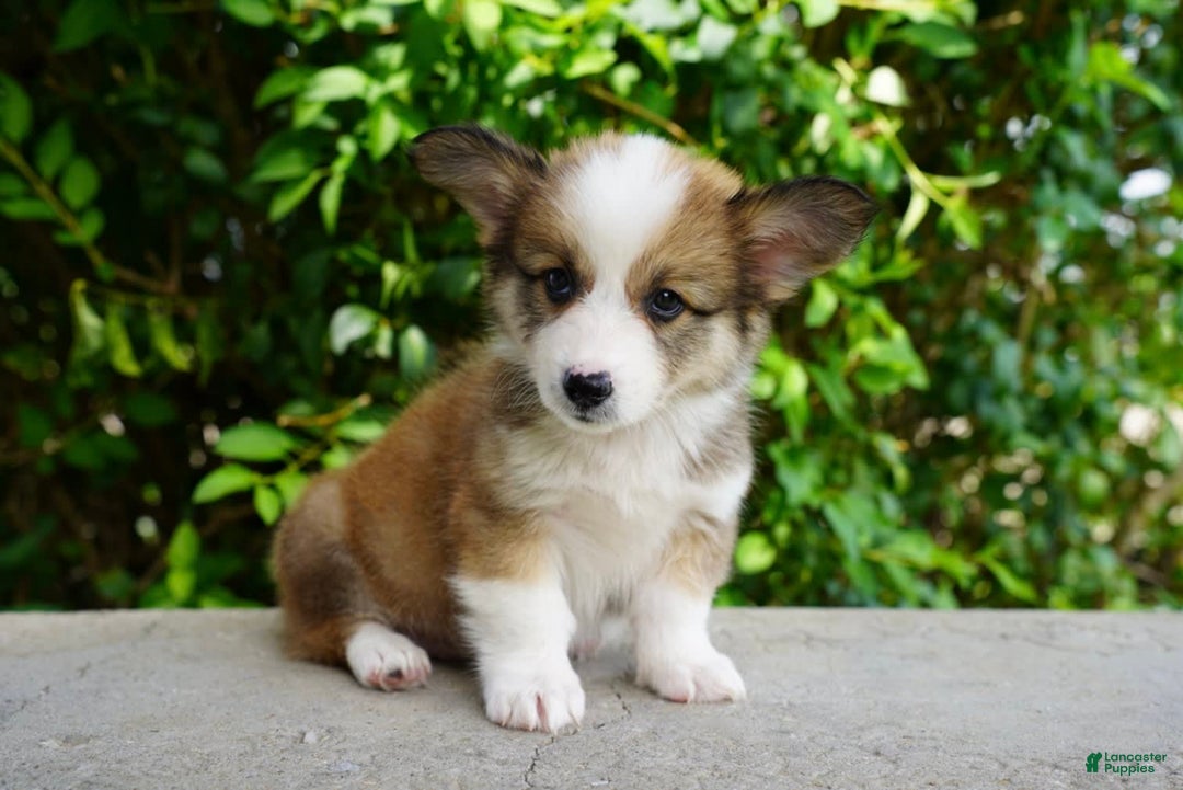 American Corgi dogs for sale: Slate - Image 5