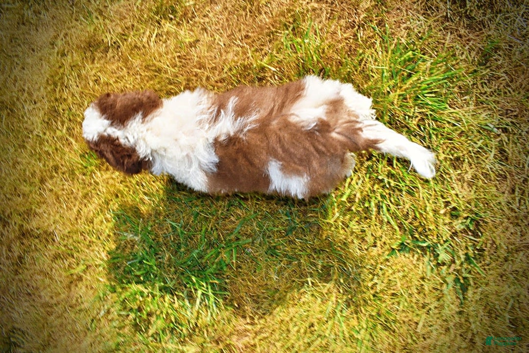 Havapoo dogs for sale: Hope - Image 17