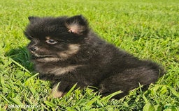 Pomeranian dogs for sale: Pomeranian 4 puppies - Image 11